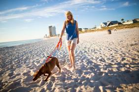 Dog friendly beach in Panama City Beach, Florida
