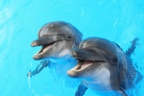 Outdoor adventures in Panama City Beach dolphin cruise
