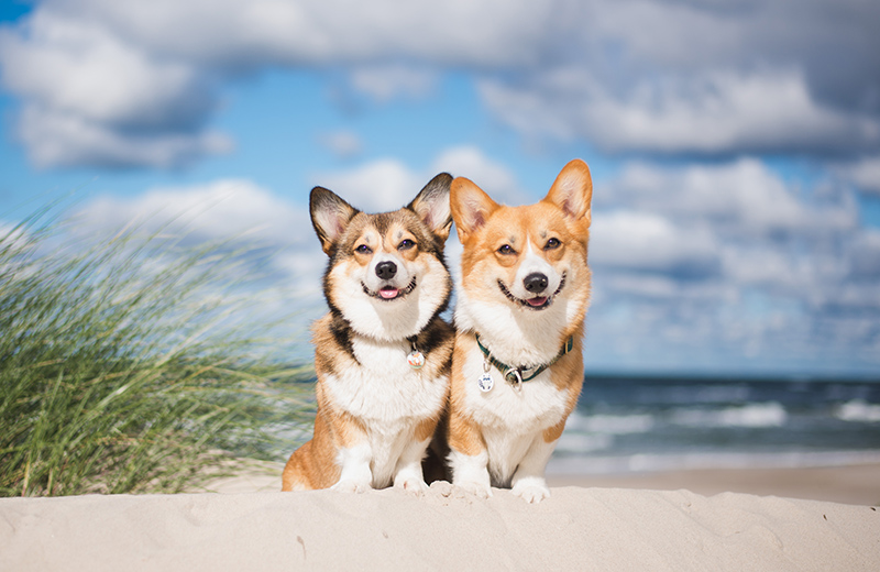 Dog friendly beach in Panama City Beach, Florida