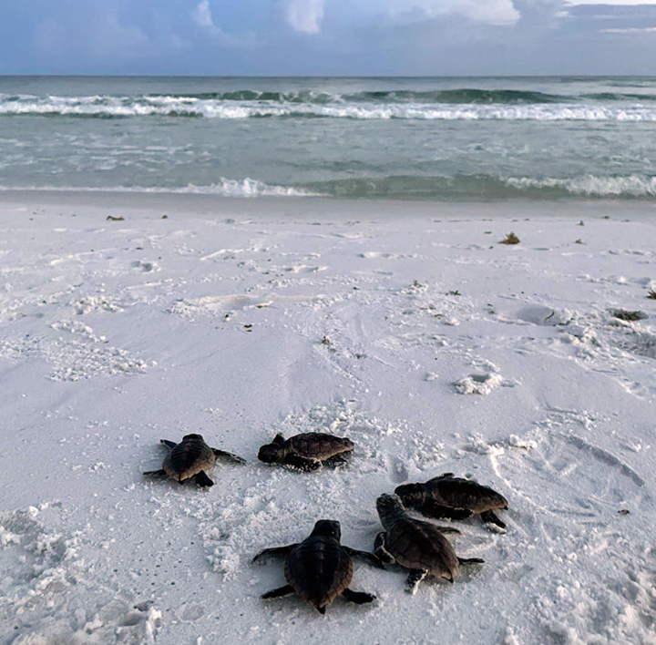 turtle hatchlings returning to the sea