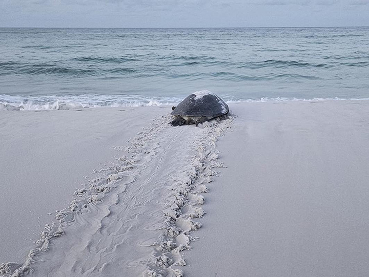 Sea turtles in Florida Panhandle