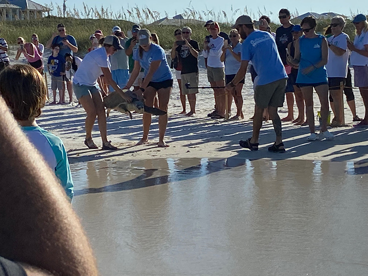 turtle rescue in Walton County