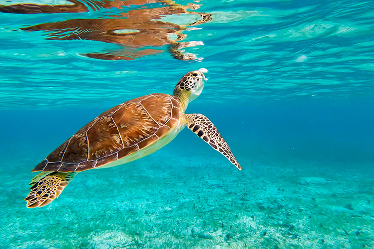 Sea turtles in Florida Panhandle