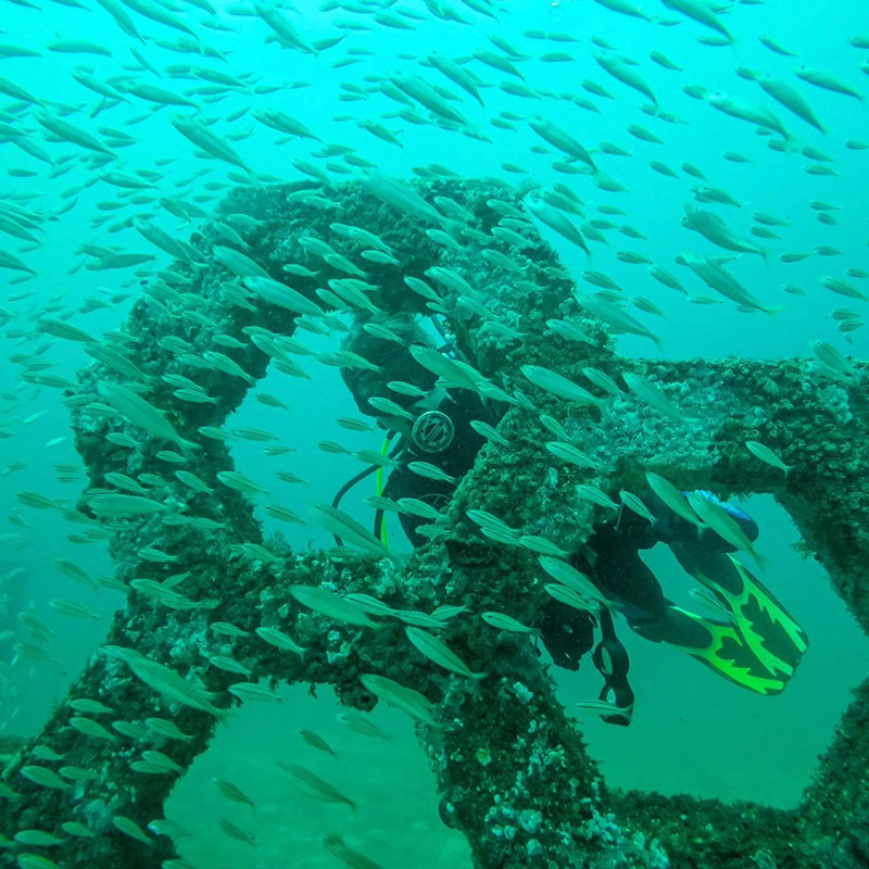 Artificial reefs support marine life